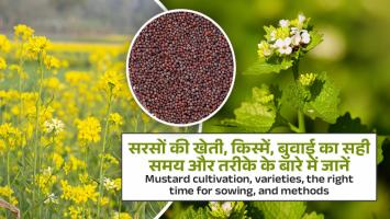 Mustard Farming: सरसों की खेती, किस्में, बुवाई का सही समय और तरीके के बारे में जानें