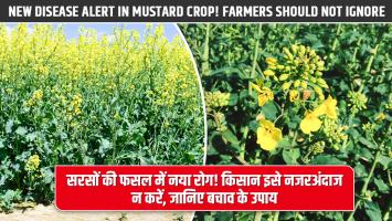 New Disease Alert in Mustard Crop! Farmers Should Not Ignore — Prevention and Control Measures