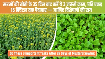 सरसों की खेती के 35 दिन बाद करें ये 3 ज़रूरी काम, प्रति एकड़ 15 क्विंटल तक पैदावार — जानिए विशेषज्ञों की राय