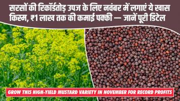 सरसों की रिकॉर्डतोड़ उपज के लिए नवंबर में लगाएं ये खास किस्म, ₹1 लाख तक की कमाई पक्की — जानें पूरी डिटेल
