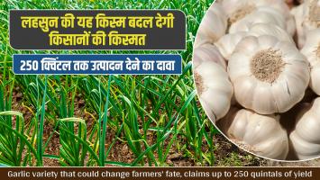 Garlic variety: लहसुन की यह किस्म बदल देगी किसानों की किस्‍मत, 250 क्विंटल तक उत्पादन देने का दावा