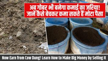 अब गोबर भी बनेगा कमाई का जरिया! जानें कैसे बेचकर कमा सकते हैं मोटा पैसा