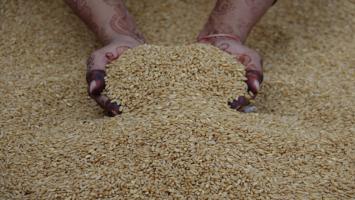 Big Announcement from UP Govt, Sell Up to 100 Quintals of Wheat Without Any Hassles — Just Do This One Thing