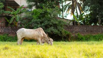 No More Fund Shortage for Cattle Rearing, Avail ₹1 Lakh Loan Through Gopal Credit Card Scheme