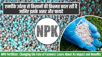 NPK Fertilizer: एनपीके उर्वरक से किसानों की किस्मत बदल रही है, जानिए इसके असर और फायदे