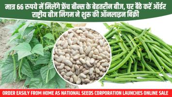 French Bean Seeds Now Available for Just ₹66 – Order Easily from Home as National Seeds Corporation Launches Online Sale