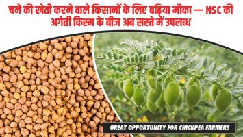 चने की खेती करने वाले किसानों के लिए बढ़िया मौका — NSC की अगेती किस्म के बीज अब सस्ते में उपलब्ध