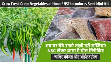 अब घर बैठे उगाएं ताज़ी हरी सब्जियां! NSC लेकर आया है बीज मिनीकिट — जानिए कीमत और ऑर्डर तरीका