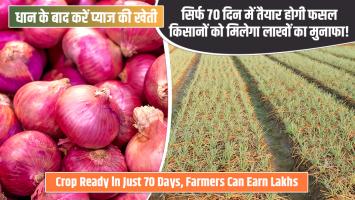 धान के बाद करें प्याज की खेती, सिर्फ 70 दिन में तैयार होगी फसल — किसानों को मिलेगा लाखों का मुनाफा!