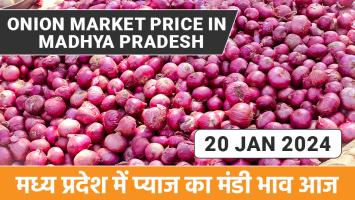 Onion price today: मध्य प्रदेश में प्याज का मंडी भाव आज (20 जनवरी, 2024)