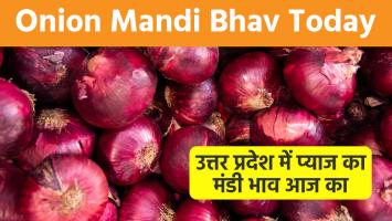 Onion mandi bhav today: उत्तर प्रदेश में  प्याज का मंडी भाव आज का (30 मार्च, 2024)