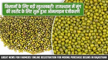 किसानों के लिए बड़ी खुशखबरी! राजस्थान में मूंग की खरीद के लिए शुरू हुआ ऑनलाइन पंजीकरण