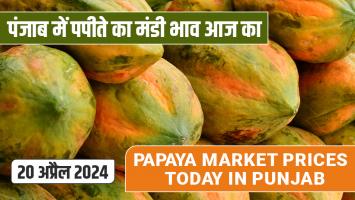 Papaya mandi bhav today: पंजाब में पपीते का मंडी भाव आज का (20 अप्रैल 2024)