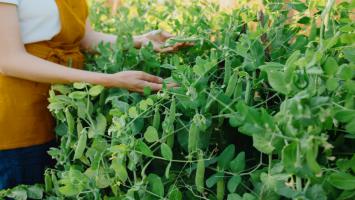 When to Harvest Peas? Know the Right Time and Method