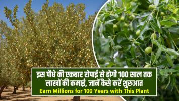 Jojoba farming in Hindi: इस पौधे की एकबार रोपाई से होगी 100 साल तक लाखों की कमाई, जानें कैसे करें शुरुआत
