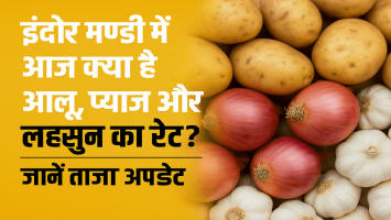 Potato and Onion Prices Rise in Indore Mandi Today! Garlic Sees a Sharp Surge – Check Latest Rates (May 15, 2025)