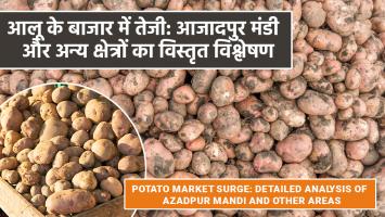 Potato price: आजादपुर मंडी में आलू के भाव आसमान छू रहे हैं, जानिए क्यों