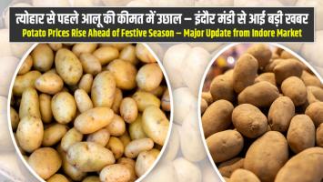 Potato Prices Rise Ahead of Festive Season – Major Update from Indore Market