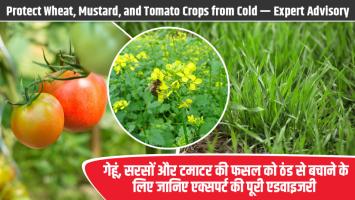Protect Wheat, Mustard, and Tomato Crops from Cold — Expert Advisory