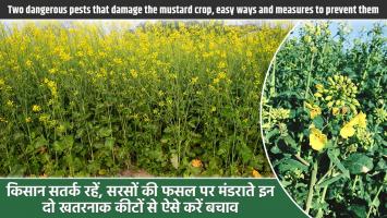 These 4 Diseases Can Destroy Mustard Crops – Learn the Symptoms and Prevention Methods!