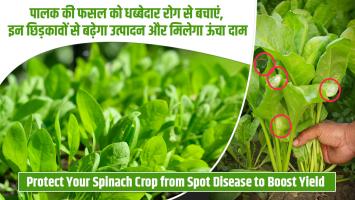 Agriculture Tips: पालक की फसल को धब्बेदार रोग से बचाएं, इन छिड़कावों से बढ़ेगा उत्पादन और मिलेगा ऊंचा दाम
