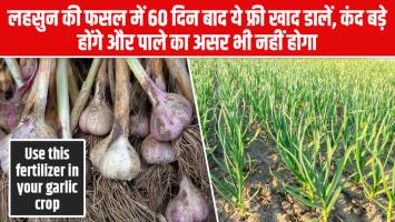 Garlic crop protect: लहसुन की फसल में 60 दिन बाद ये फ्री खाद डालें, कंद बड़े होंगे और पाले का असर भी नहीं होगा