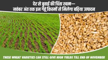 Late Sowing Concerns Ease—These Wheat Varieties Can Still Give High Yields Till End of November