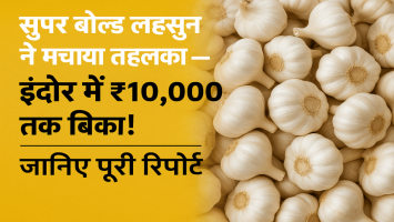 मध्यप्रदेश की मंडियों में लहसुन की कीमतें चरम पर! इंदौर में सुपर बोल्ड लहसुन ₹10,000 तक बिका