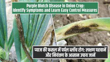 Onion diseases: प्याज की फसल में पर्पल ब्लॉच रोग: लक्षण पहचानें और नियंत्रण के आसान उपाय जानें