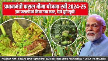 प्रधानमंत्री फसल बीमा योजना रबी 2024-25: इन फसलों को किया गया कवर, देखें पूरी सूची!
