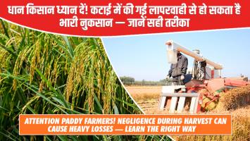 धान किसान ध्यान दें! कटाई में की गई लापरवाही से हो सकता है भारी नुकसान — जानें सही तरीका