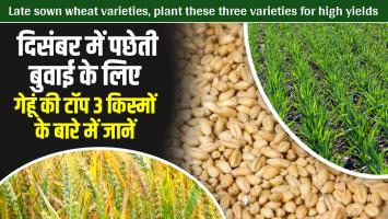 Wheat farming: दिसंबर में पछेती बुवाई के लिए गेहूं की टॉप 3 किस्मों के बारे में जानें