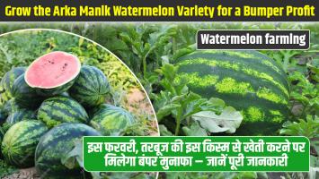 Watermelon farming: इस फरवरी, तरबूज की इस किस्म से खेती करने पर मिलेगा बंपर मुनाफा – जानें पूरी जानकारी