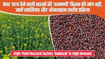 बंपर उपज देने वाली सरसों की ‘रूक्मणी’ किस्म की मांग बढ़ी, जानें खासियत और ऑनलाइन खरीद प्रक्रिया