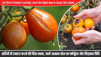 टमाटर फटने की समस्या