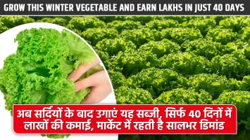 Iceberg Lettuce farming