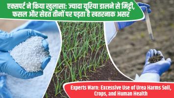 Experts Warn: Excessive Use of Urea Harms Soil, Crops, and Human Health