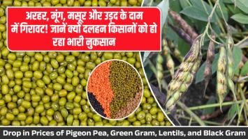 अरहर, मूंग, मसूर और उड़द के दाम में गिरावट! जानें क्यों दलहन किसानों को हो रहा भारी नुकसान