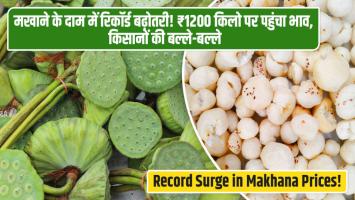 Makhana farming:  मखाने के दाम में रिकॉर्ड बढ़ोतरी! ₹1200 किलो पर पहुंचा भाव, किसानों की बल्ले-बल्ले