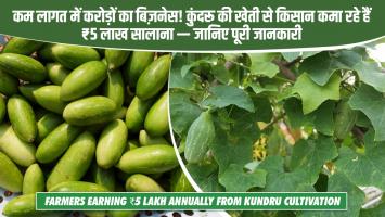 कम लागत में करोड़ों का बिज़नेस! कुंदरू की खेती से किसान कमा रहे हैं ₹5 लाख सालाना — जानिए पूरी जानकारी