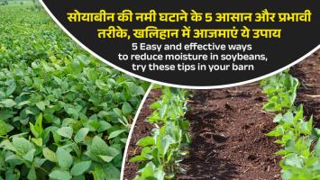 Soybean: सोयाबीन की नमी घटाने के 5 आसान और प्रभावी तरीके, खलिहान में आजमाएं ये उपाय