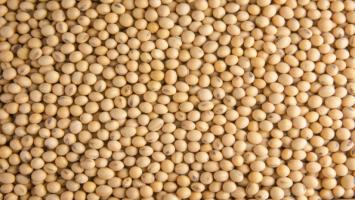 Soybean Prices Soar to New Heights, Learn Today's Latest Price