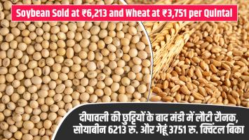 दीपावली की छुट्टियों के बाद मंडी में लौटी रौनक, सोयाबीन 6213 रु. और गेहूं 3751 रु. क्विंटल बिका