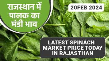 Spinach price: राजस्थान में पालक का मंडी भाव (28 फरवरी, 2024)