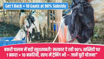 बकरी पालन में बड़ी खुशखबरी! सरकार दे रही 90% सब्सिडी पर 1 बकरा + 10 बकरियाँ, साथ में ट्रेनिंग भी – जानें पूरी योजना"
