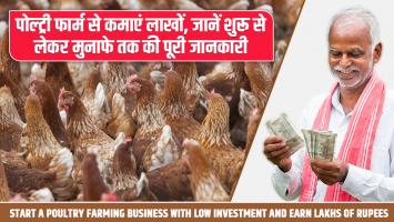 Poultry Farm: पोल्ट्री फार्म से कमाएं लाखों, जानें शुरू से लेकर मुनाफे तक की पूरी जानकारी