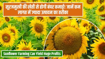 Sunflower farming: सूरजमुखी की खेती से होगी बंपर कमाई! जानें कम लागत में ज्यादा उत्पादन का तरीका