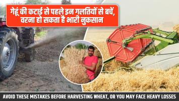 Wheat harvesting: गेहूं की कटाई से पहले इन गलतियों से बचें, वरना हो सकता है भारी नुकसान