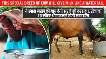 Cow Breed in hindi: ये खास नस्ल की गाय देगी झरने की तरह दूध, रोज़ाना 20 लीटर और कमाई होगी जबरदस्त