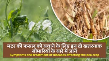 Pea diseases: मटर की फसल को बचाने के लिए इन दो खतरनाक बीमारियों के बारे में जानें